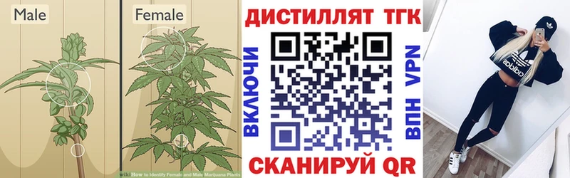 ТГК вейп с тгк  KRAKEN сайт  Новоржев  закладка 